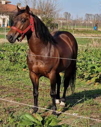 stallatico di equini