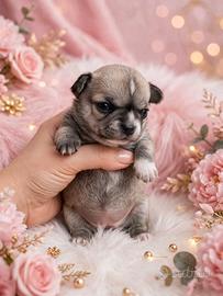 Chihuahua pedigree Enci
