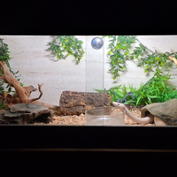 Pitone reale puma x riproduzione + teca completa