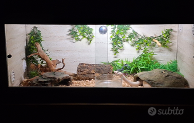 Pitone reale puma x riproduzione + teca completa