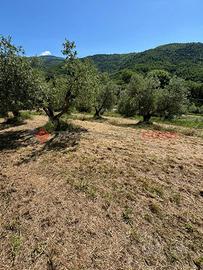 Terreno Agricolo Pistoia [Cod. rif 3232655VCG]