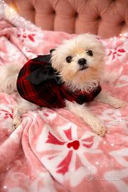 Piccini piccini maltesi