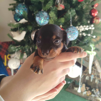 Cucciolo di pinscher