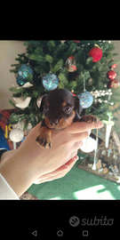 Cucciolo di pinscher