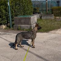 Pastore Tedesco Grigione