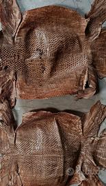 Rettile accessori pelletteria