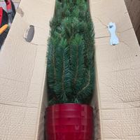 🟢  Albero di Natale Royal Oregon