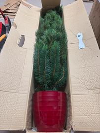 🟢  Albero di Natale Royal Oregon