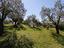 Immagine 7
