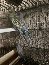 Cocorite Faccia Nera