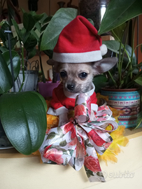 Tiffany e Chanel chihuahua mini Toy cucciola