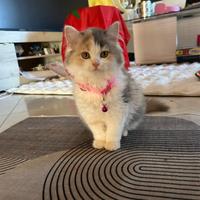 Cucciola british x siberiano