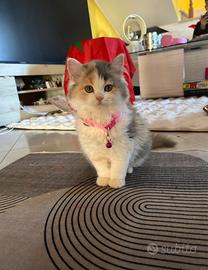 Cucciola british x siberiano