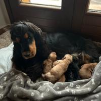 Cuccioli cocker spaniel inglese