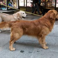 Maschi Golden retriever x monta Americani e non