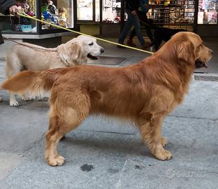 Maschi Golden retriever x monta Americani e non