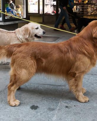 Maschi Golden retriever x monta Americani e non