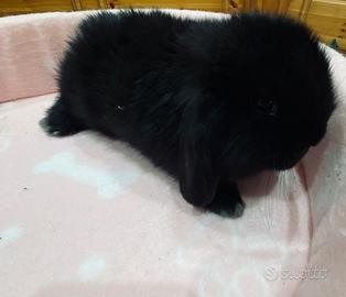 Coniglio miniloop nero