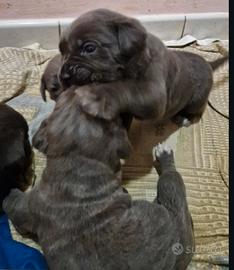 Cuccioli di Cane Corso