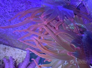 Anemone acquario marino Entacmaea quadricolor