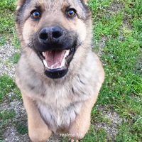 Cucciolo simil pastore tedesco maschio