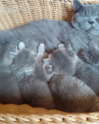 British shorthair