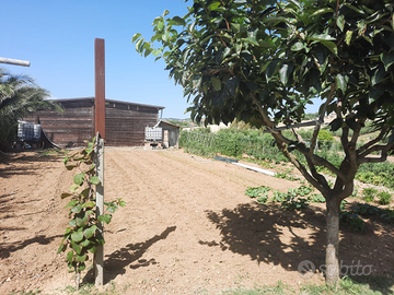 8000m circa con 70 ulivi attrezzatissimo