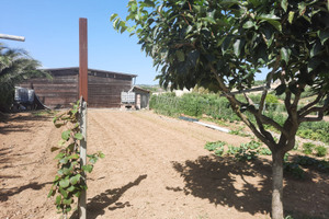 8000m circa con 70 ulivi attrezzatissimo