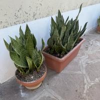 Piante di sanseveria nane