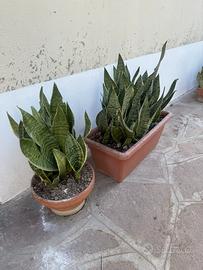 Piante di sanseveria nane