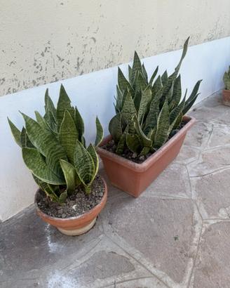 Piante di sanseveria nane