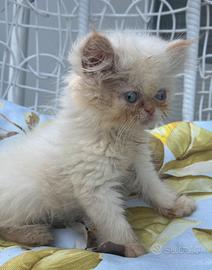 Cucciola di gatto persiano