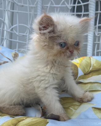 Cucciola di gatto persiano
