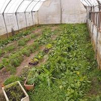 Orto brandizzo con serre e pozzo