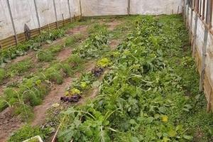 Orto brandizzo con serre e pozzo