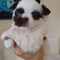 Chihuahua femmine pelo lungo Pedigree Enci