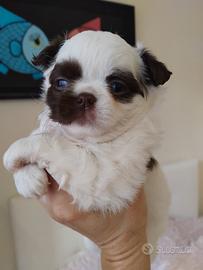 Chihuahua femmine pelo lungo Pedigree Enci