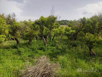 Terreno Agricolo Terme Vigliatore