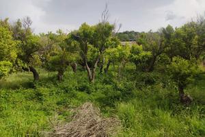 Terreno Agricolo Terme Vigliatore