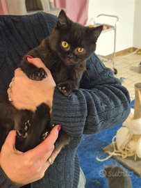 Cuccioli Scottish Stright