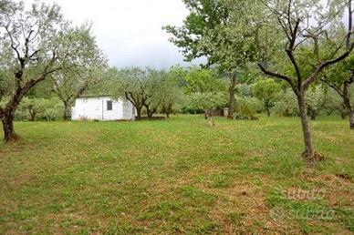 Oliveto con casetta
