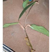 talee di pubicalyx button 