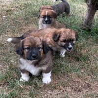 Cuccioli corgi mezzo sangue