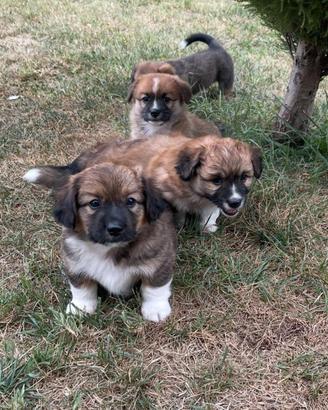 Cuccioli corgi mezzo sangue
