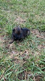 Pastore tedesco grigione