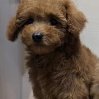 Cuccioli barboncino toy red 2 maschi e 1 femmina