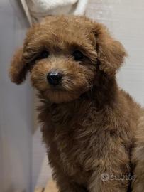 Cuccioli barboncino toy red 2 maschi e 1 femmina