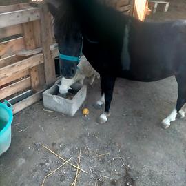 Pony