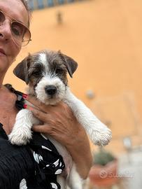 Cuccioli di Jack Russell Terrier