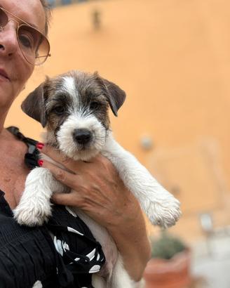 Cuccioli di Jack Russell Terrier